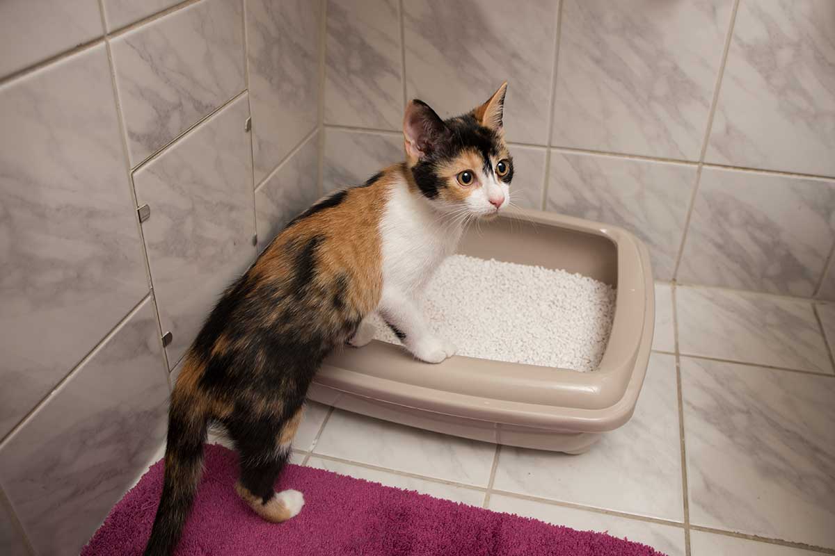 kedi tuvalet eğitimi